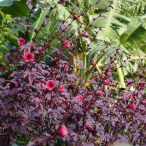 Cranberry Hibiscus Plants Live - Pack of 2 Red Hibiscus Flowering Plants 4-6 inch