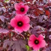 Cranberry Hibiscus Plants Live - Pack of 2 Red Hibiscus Flowering Plants 4-6 inch