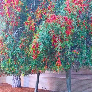 Ornamental Weeping Yaupon Holly Shrub - 4-8" Live Plant for Landscaping