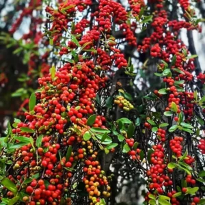 Ornamental Weeping Yaupon Holly Shrub - 4-8