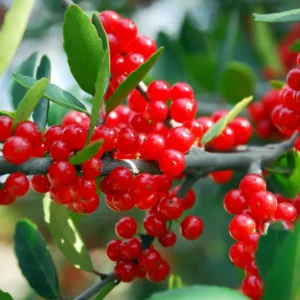 Ornamental Weeping Yaupon Holly Shrub - 4-8