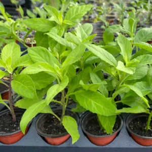 Longevity Spinach Plants - 3 Live Herb Plants - 4-6 Inches Tall - Garden Ready