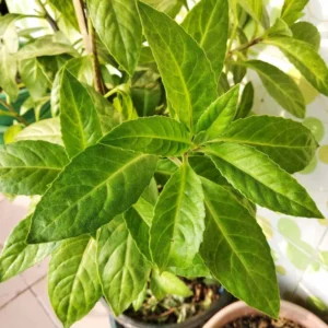 Longevity Spinach Plants - 3 Live Herb Plants - 4-6 Inches Tall - Garden Ready