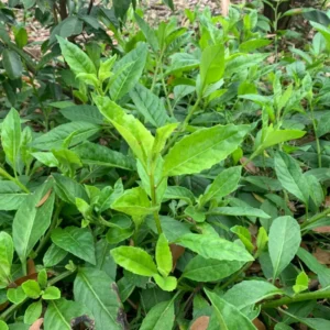 Longevity Spinach Plants - 3 Live Herb Plants - 4-6 Inches Tall - Garden Ready