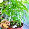 Ginger Plants Set of 3 - Live Well Rooted - 4-8" Tall - Indoor/Outdoor Growing