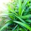 Live Pandan Plant 4-6 inch - Well-Rooted Indoor/Outdoor Herb