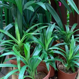 Live Pandan Plant 4-6 inch - Well-Rooted Indoor/Outdoor Herb