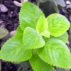 Cuban Oregano Plant - Live Culinary Herb, 4-6 Inch Tall, Planting Ready
