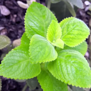Cuban Oregano Plant - Live Culinary Herb, 4-6 Inch Tall, Planting Ready