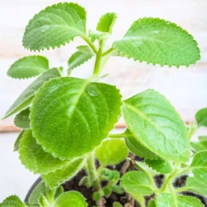Cuban Oregano Plant - Live Culinary Herb, 4-6 Inch Tall, Planting Ready