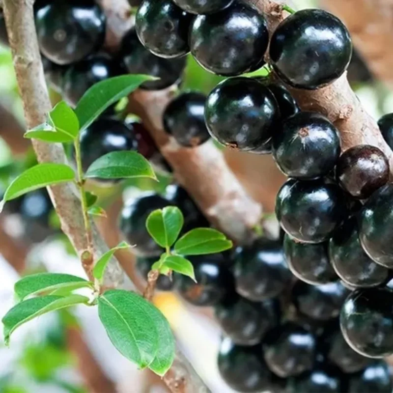 Jaboticaba Tree Live Plant - 10-12 Inch Well-Rooted Jabuticaba Plant for Outdoor Growing