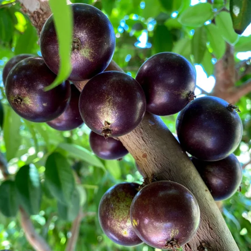 Jaboticaba Tree Live Plant - 10-12 Inch Well-Rooted Jabuticaba Plant for Outdoor Growing