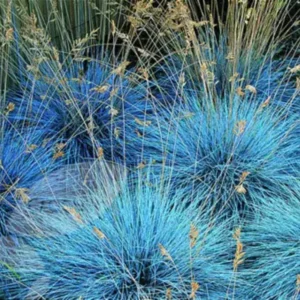 Blue Fescue Grass Plants - 2 Live Ornamental Grass Seedlings - Indoor/Outdoor
