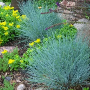 Blue Fescue Grass Plants - 2 Live Ornamental Grass Seedlings - Indoor/Outdoor
