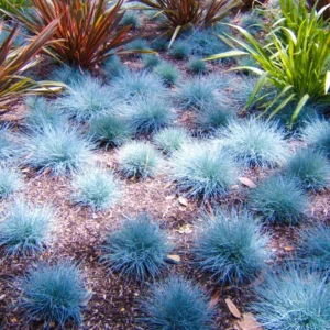 Blue Fescue Grass Plants - 2 Live Ornamental Grass Seedlings - Indoor/Outdoor