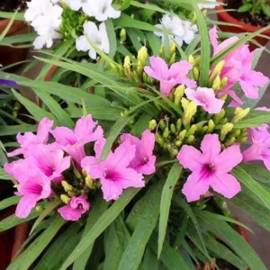 Mexican Petunia Live Plants 3-Pack, Pink Flowers, 4-8 Inch Tall Perennials