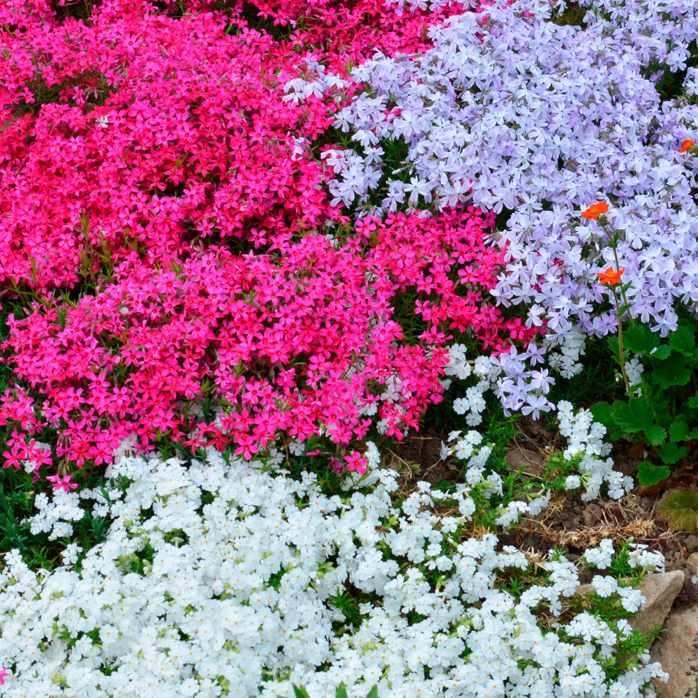 2 Creeping Phlox Live Plants - Phlox Perennial Seedlings - 4-6 Inch Ornamental Flowers