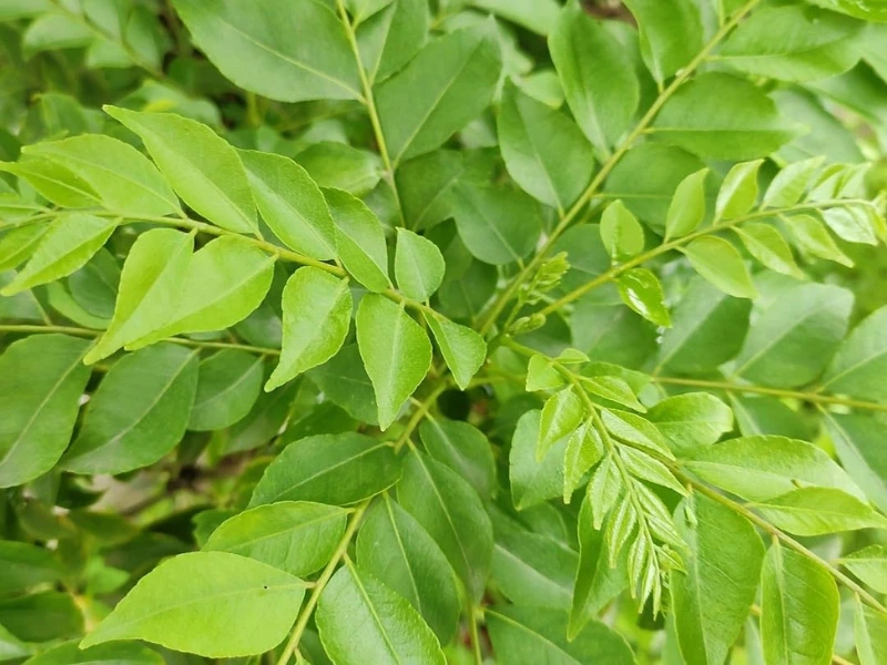sweet neem tree, how to grow a neem tree
