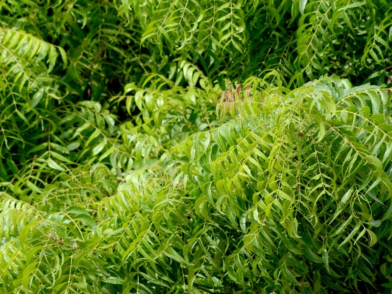 sweet neem leaves, 10 facts about the neem tree