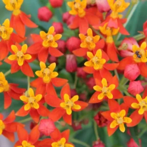 Live Milkweed Plants - 4 Red Milkweed Starter Plants 3-5 Inches - Attract Monarchs