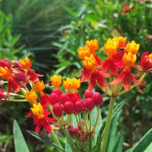 Live Milkweed Plants - 4 Red Milkweed Starter Plants 3-5 Inches - Attract Monarchs