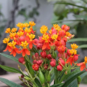 Live Milkweed Plants - 4 Red Milkweed Starter Plants 3-5 Inches - Attract Monarchs