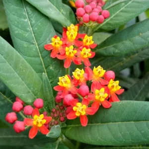 Live Milkweed Plants - 4 Red Milkweed Starter Plants 3-5 Inches - Attract Monarchs