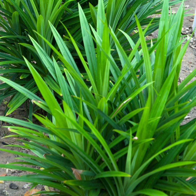 Live Pandan Plant - 4-6 Inch Pandanus Amaryllifolius Plant for Gardening