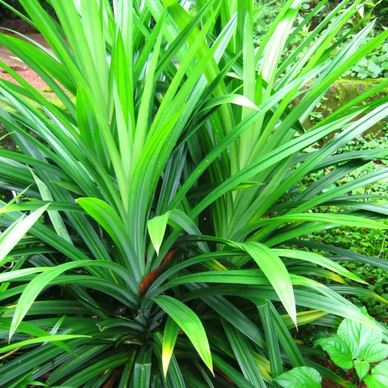 Live Pandan Plant - 4-6 Inch Pandanus Amaryllifolius Plant for Gardening