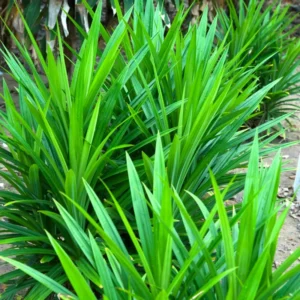 Pandan Plant Live - Pandanus Amaryllifolius Plant - 4 Inch Starter Plant