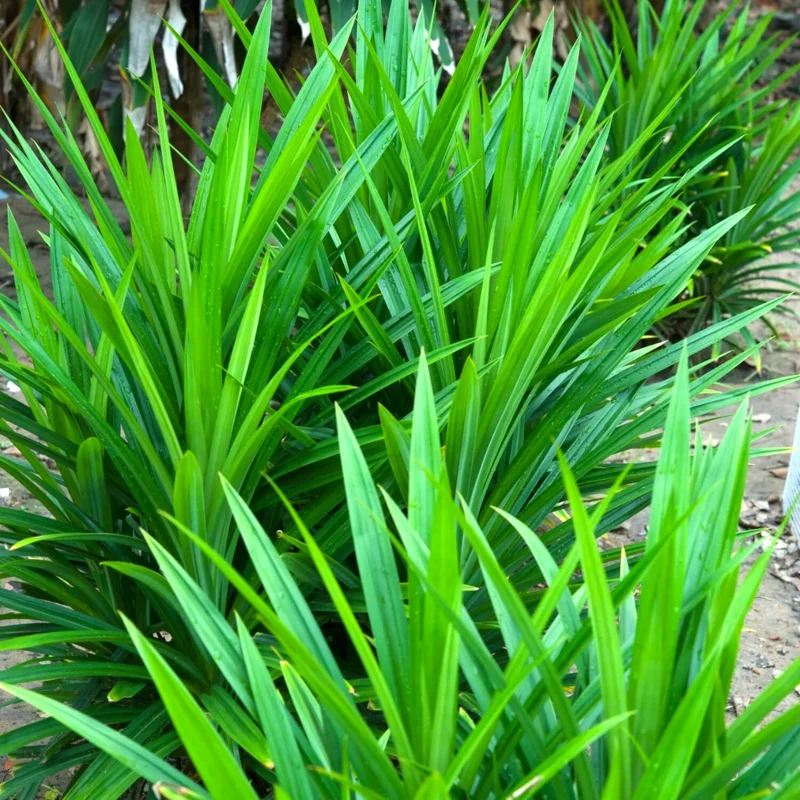 Pandan Plant Live - Pandanus Amaryllifolius Plant - 4 Inch Starter Plant