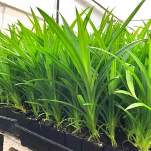 Pandan Plant Live - Pandanus Amaryllifolius Plant - 4 Inch Starter Plant