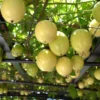 Yellow Passion Fruit Plant Live Vine 4-6 Inch Passion Plant