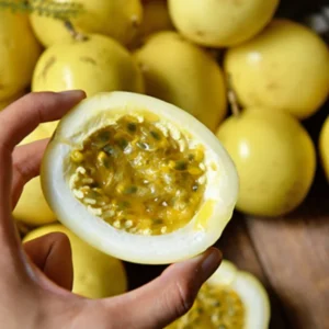 Yellow Passion Fruit Plant Live Vine 4-6 Inch Passion Plant