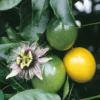 Yellow Passion Fruit Plant Live Vine 4-6 Inch Passion Plant