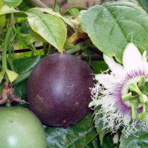 Purple Passion Fruit Plants Live - Passion Fruit Vine 4-6 Inch Starter Plant
