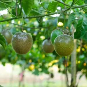 Purple Passion Fruit Plants Live - Passion Fruit Vine 4-6 Inch Starter Plant