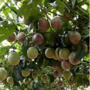 Purple Passion Fruit Plants Live - Passion Fruit Vine 4-6 Inch Starter Plant