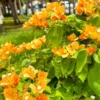 Gold Bougainvillea Plant Live - Starter Vine Plant