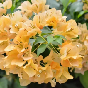 Gold Bougainvillea Plant Live - Starter Vine Plant
