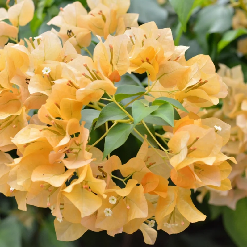 Gold Bougainvillea Plant Live - Starter Vine Plant