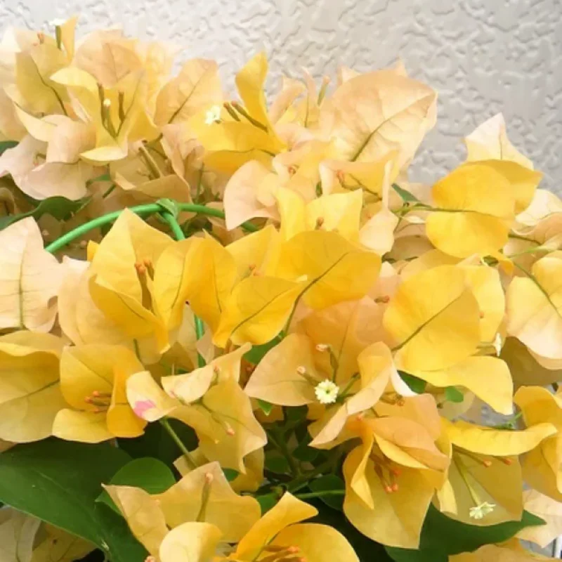 Gold Bougainvillea Plant Live - Starter Vine Plant