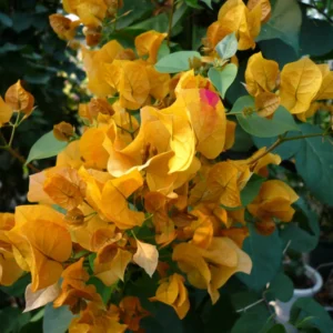 Gold Bougainvillea Plant Live - Starter Vine Plant