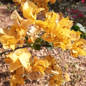 Bougainvillea Plants Live - Gold Flower Vine Plant For Gardening 4-6 Inch Starter Plants