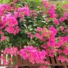 Pink Bougainvillea Starter Plant - Live Bougainvillea Vine - 3-5 Inch Pink Flower Plant