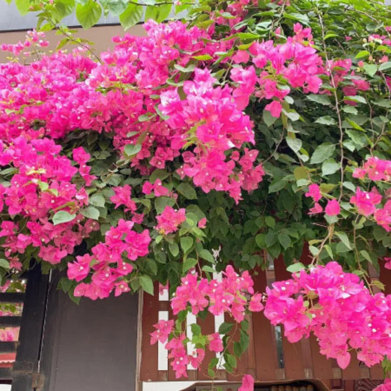 Pink Bougainvillea Starter Plant - Live Bougainvillea Vine - 3-5 Inch Pink Flower Plant