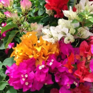 Pink Bougainvillea Starter Plant - Live Bougainvillea Vine - 3-5 Inch Pink Flower Plant