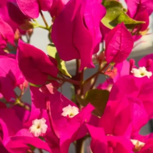 Pink Bougainvillea Starter Plant - Live Bougainvillea Vine - 3-5 Inch Pink Flower Plant
