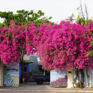 Pink Bougainvillea Starter Plant - Live Bougainvillea Vine - 3-5 Inch Pink Flower Plant