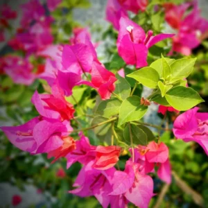 Bougainvillea Plants Live - 4 Pack Pink Flower Vine Plant 4-6 Inch Starter